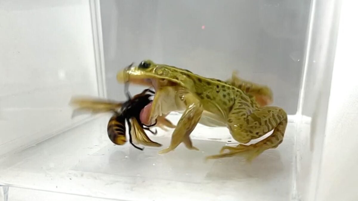 These Frogs Don’t Just Survive Venomous Murder Hornets—They Devour Them